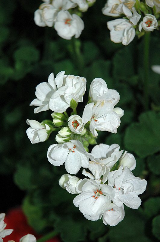 Patriot White Geranium (Pelargonium 'Patriot White') at Hicks Nurseries