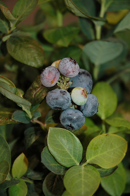 Peach Sorbet Blueberry (Vaccinium 'ZF06-043') at Hicks Nurseries