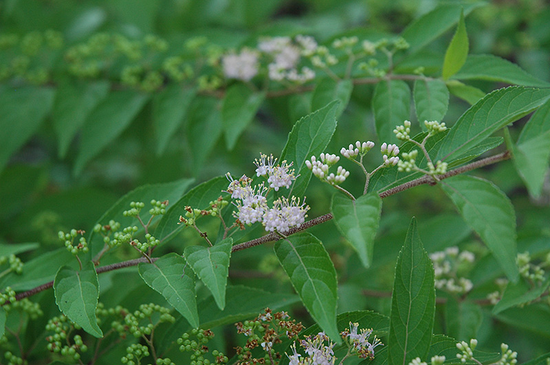 Issai Beautyberry (Callicarpa dichotoma 'Issai') at Hicks Nurseries