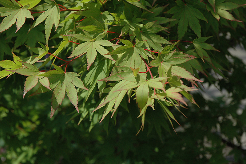 Tobiosho Japanese Maple (Acer palmatum 'Tobiosho') at Hicks Nurseries