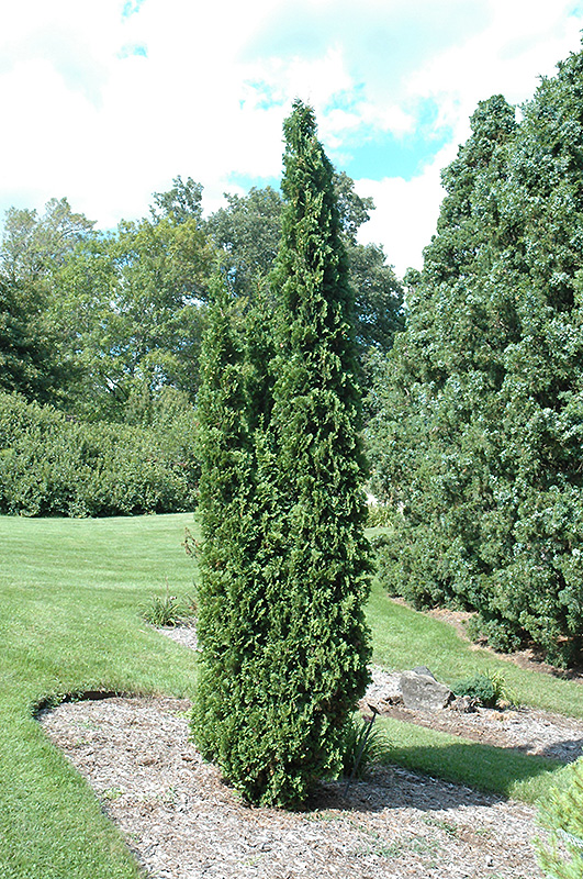 Degroot's Spire Arborvitae (Thuja occidentalis 'Degroot's Spire') at Hicks Nurseries
