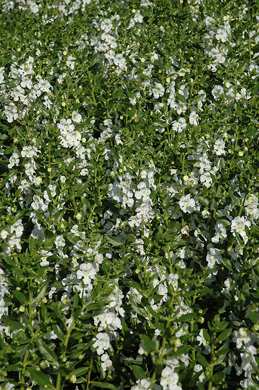 Angelface White Angelonia (Angelonia angustifolia 'Anwhitim') at Hicks Nurseries