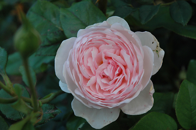 Heritage Rose (Rosa 'Heritage') at Hicks Nurseries