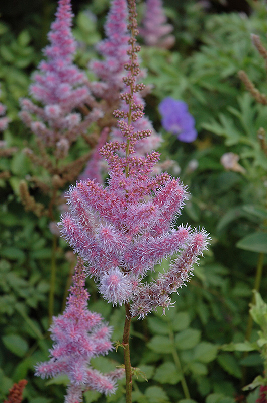 Purple Candles Astilbe (Astilbe chinensis 'Purple Candles') at Hicks Nurseries