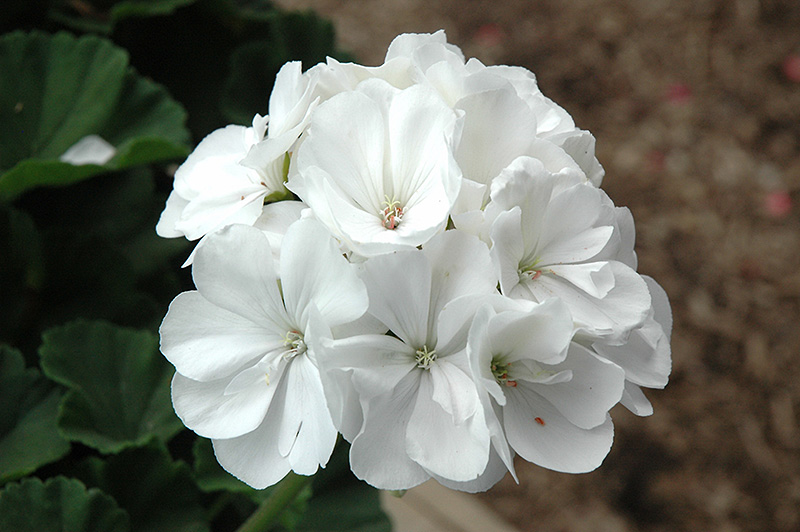 Tango White Geranium (Pelargonium 'Tango White') at Hicks Nurseries