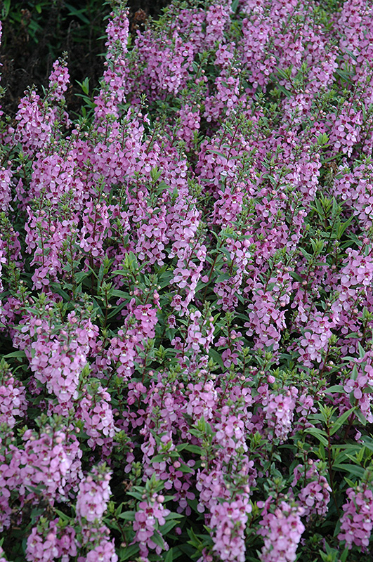 Serenita Lavender Pink Angelonia (Angelonia angustifolia 'Serenita Lavender Pink') at Hicks Nurseries