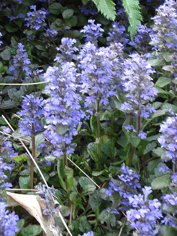 Blue Bugleweed (Ajuga genevensis) at Hicks Nurseries
