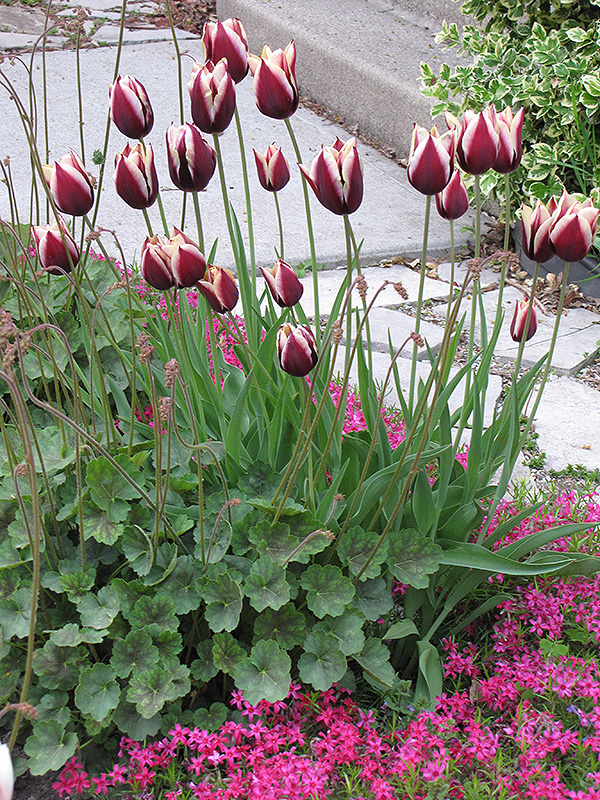 Leen Van der Mark Tulip (Tulipa 'Leen Van der Mark') at Hicks Nurseries
