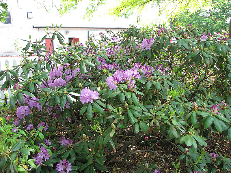 Maxecat Rhododendron (Rhododendron 'Maxecat') at Hicks Nurseries
