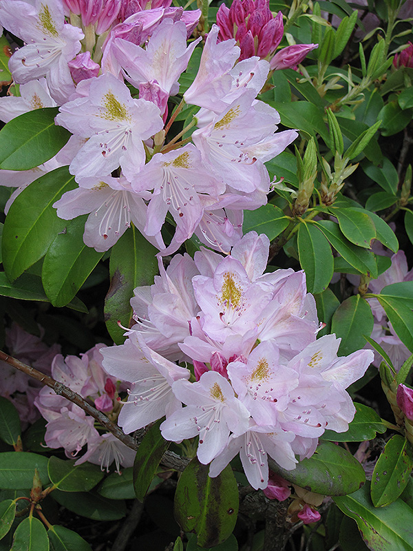 Album Elegans Catawba Rhododendron (Rhododendron catawbiense 'Album Elegans') at Hicks Nurseries