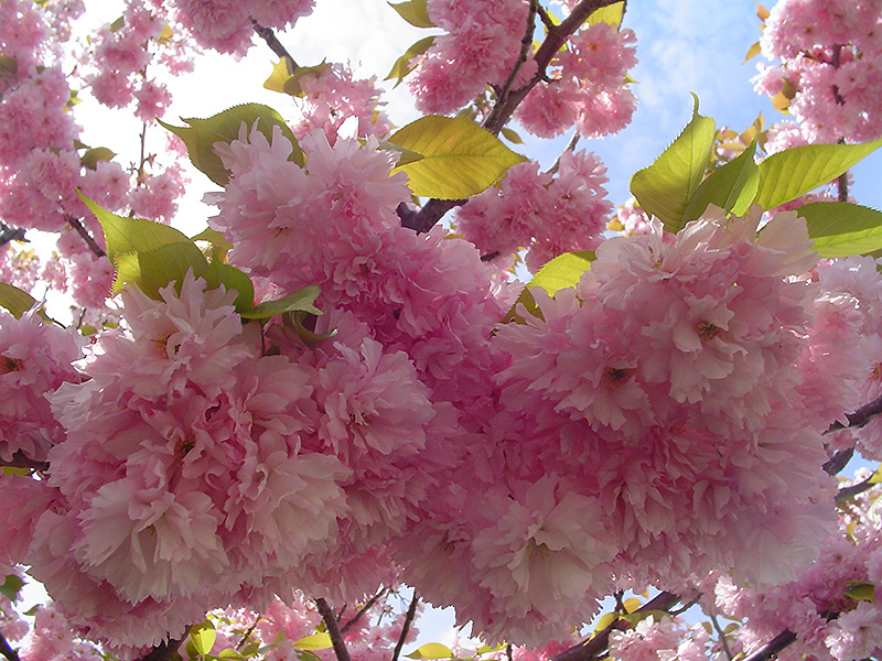 Kwanzan Flowering Cherry (Prunus serrulata 'Kwanzan') at Hicks Nurseries