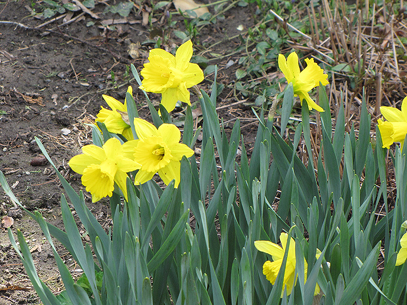 Dutch Master Daffodil (Narcissus 'Dutch Master') at Hicks Nurseries