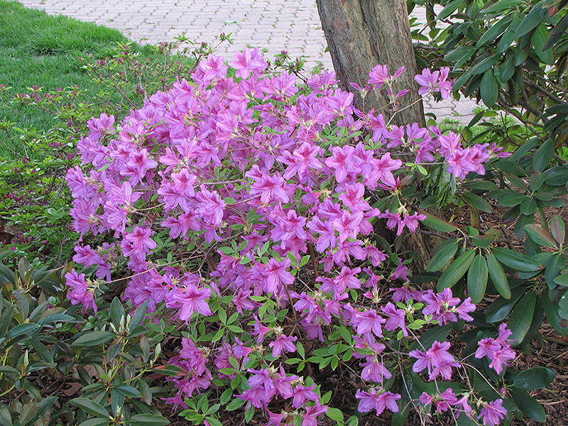 Girard's Karen Azalea (Rhododendron 'Girard's Karen') at Hicks Nurseries