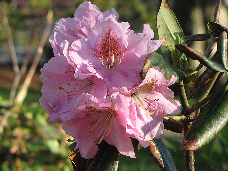 Janet Blair Rhododendron (Rhododendron 'Janet Blair') at Hicks Nurseries