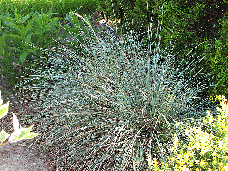 Sapphire Blue Oat Grass (Helictotrichon sempervirens 'Sapphire') at Hicks Nurseries