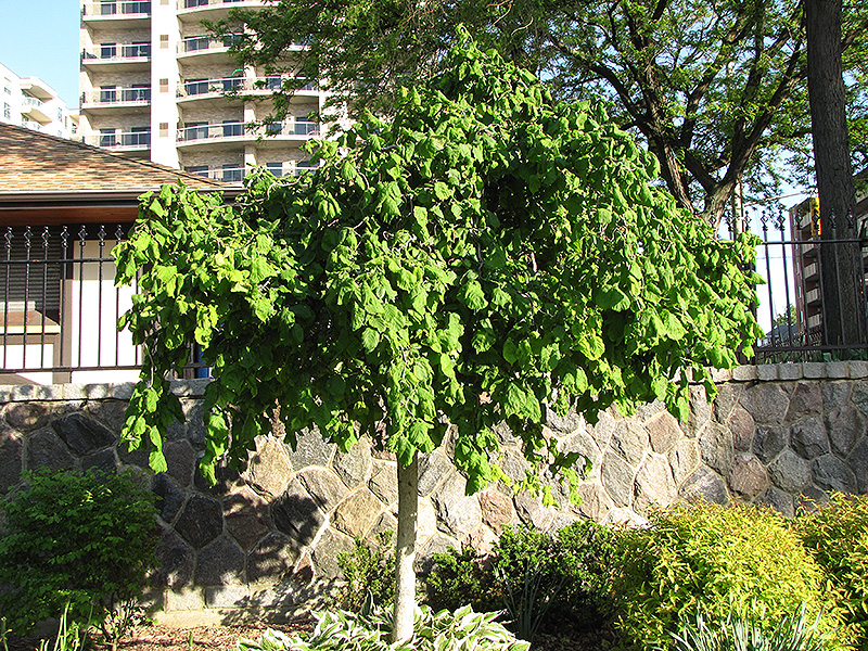 Harry Lauder's Walking Stick (tree form) (Corylus avellana 'Contorta (tree form)') at Hicks Nurseries