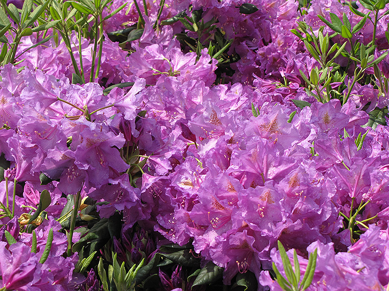 Lee's Dark Purple Rhododendron (Rhododendron catawbiense 'Lee's Dark Purple') at Hicks Nurseries