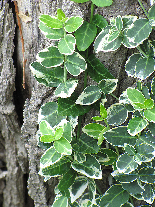 Emerald Gaiety Wintercreeper (Euonymus fortunei 'Emerald Gaiety') at Hicks Nurseries