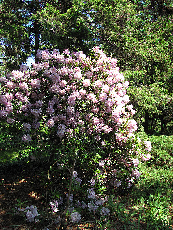 Catawba Rhododendron (Rhododendron catawbiense) at Hicks Nurseries