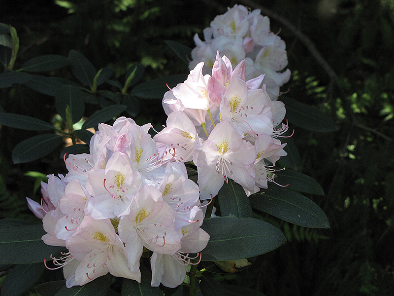 White Catawba Rhododendron (Rhododendron catawbiense 'Album') at Hicks Nurseries