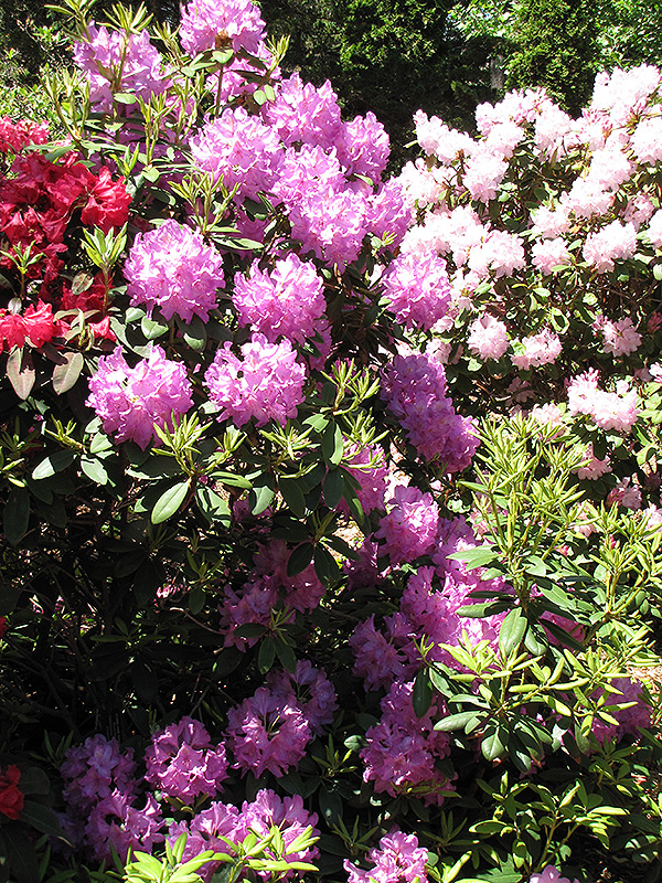 Boursault Rhododendron (Rhododendron catawbiense 'Boursault') at Hicks Nurseries