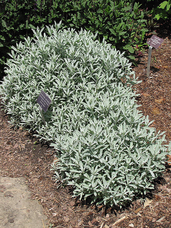 Silver King Artemesia (Artemisia ludoviciana 'Silver King') at Hicks Nurseries