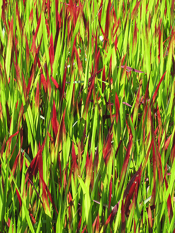 Red Baron Japanese Blood Grass (Imperata cylindrica 'Red Baron') at Hicks Nurseries