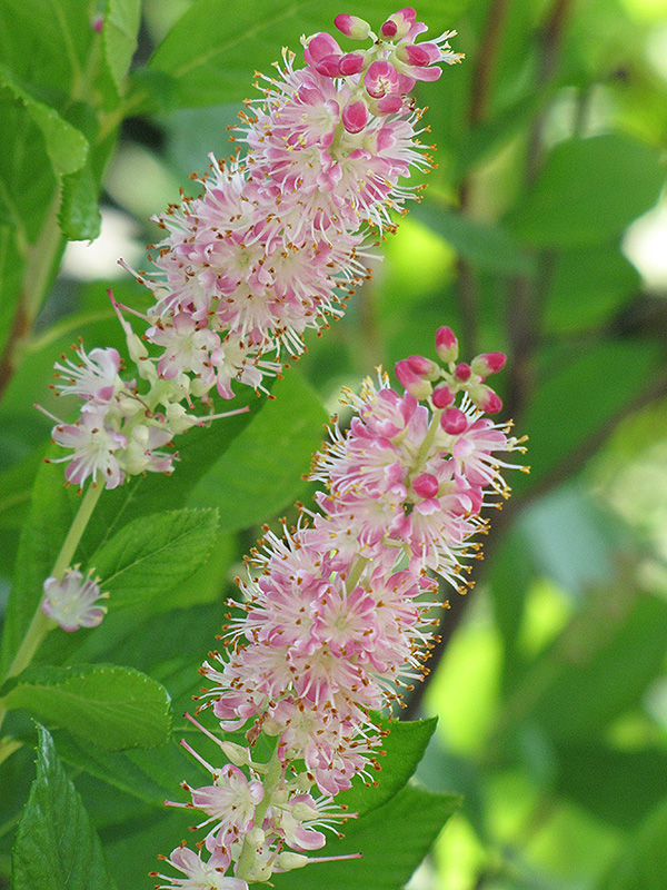 Ruby Spice Summersweet (Clethra alnifolia 'Ruby Spice') at Hicks Nurseries