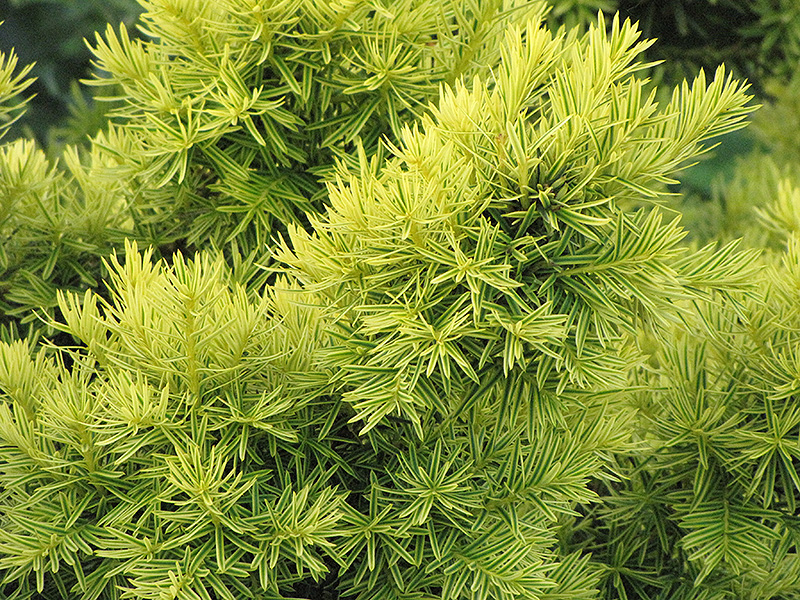 Dwarf Golden Japanese Yew (Taxus cuspidata 'Nana Aurescens') at Hicks Nurseries