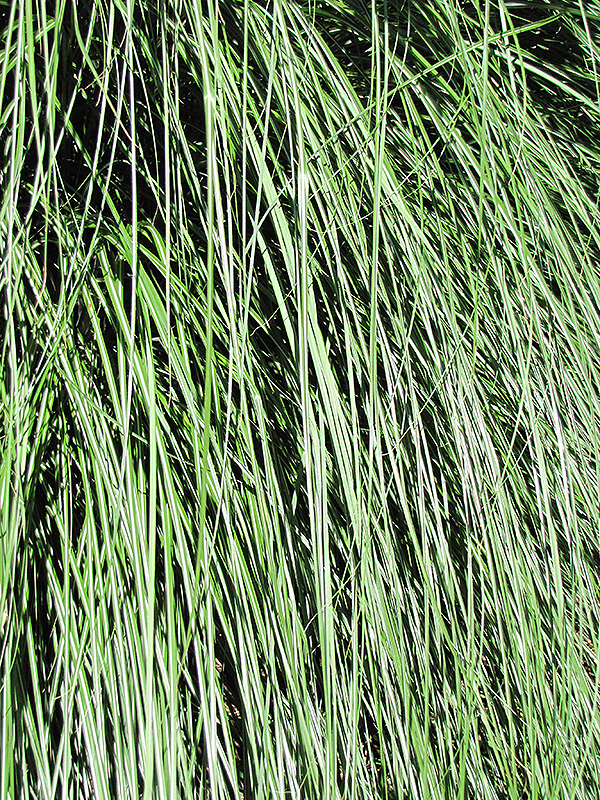Yaku Jima Dwarf Maiden Grass (Miscanthus sinensis 'Yaku Jima') at Hicks Nurseries