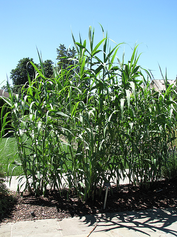 Giant Reed Grass (Arundo donax) at Hicks Nurseries