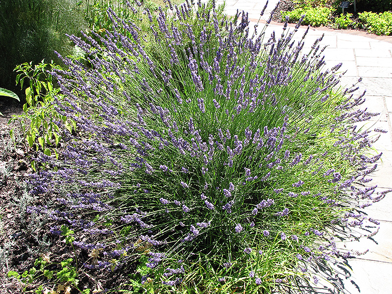 Grosso Lavender (Lavandula x intermedia 'Grosso') at Hicks Nurseries