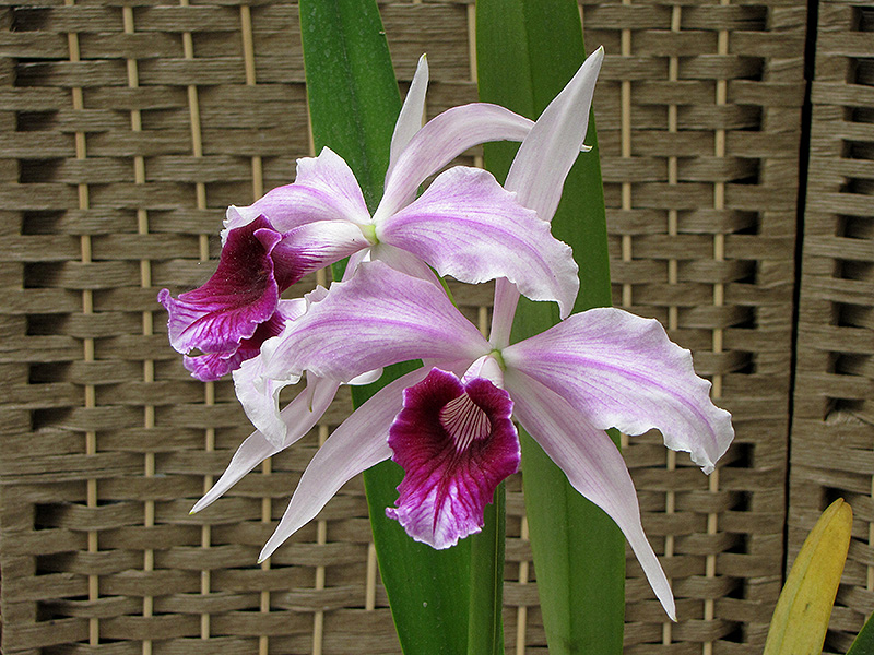 Sentinel Cattleya Orchid (Cattleya gaskelliana 'Sentinel') at Hicks Nurseries