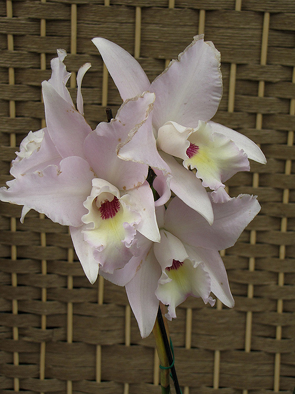 Maui Beauty Cattleya Orchid (Cattleya dubescens 'Maui Beauty') at Hicks Nurseries