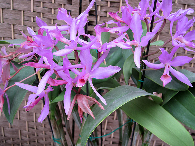 Guatemalan Cattleya Orchid (Cattleya guatemalensis) at Hicks Nurseries