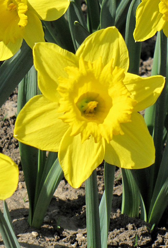King Alfred Daffodil (Narcissus 'King Alfred') at Hicks Nurseries