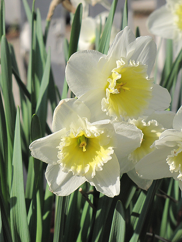 Ice Follies Daffodil (Narcissus 'Ice Follies') at Hicks Nurseries