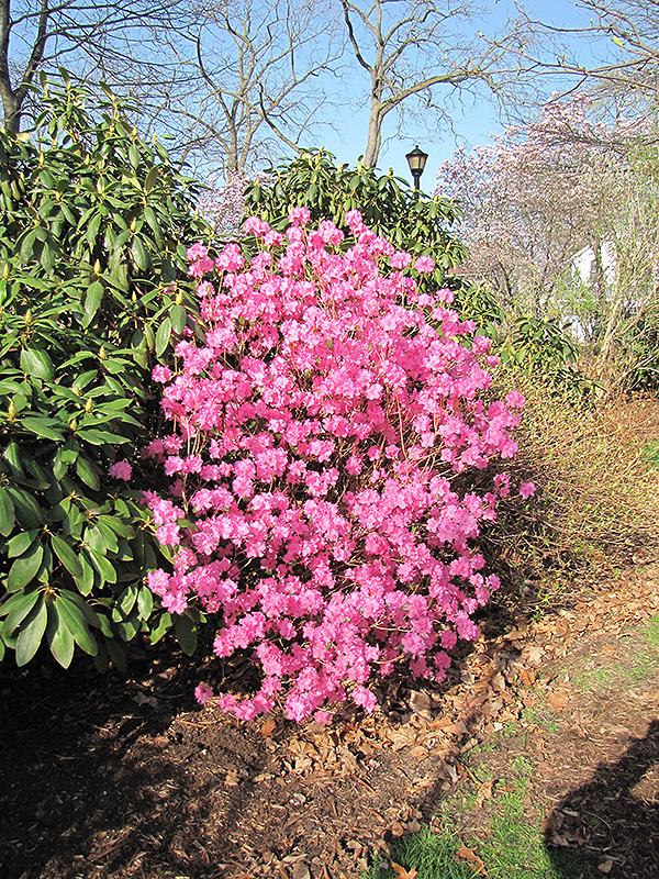 Landmark Rhododendron (Rhododendron 'Landmark') at Hicks Nurseries