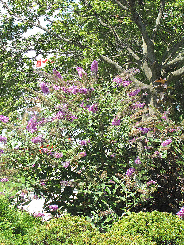 Pink Delight Butterfly Bush (Buddleia davidii 'Pink Delight') at Hicks Nurseries
