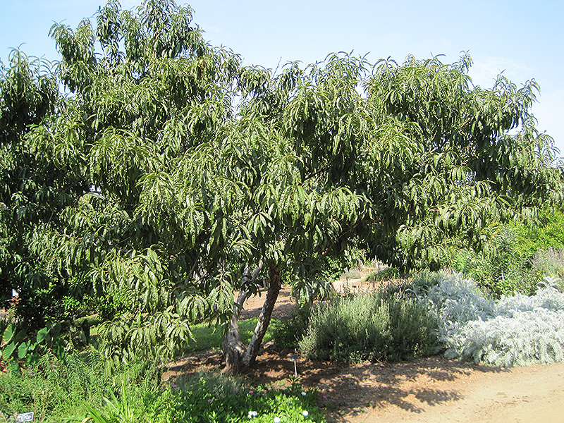 Common Peach (Prunus persica) at Hicks Nurseries