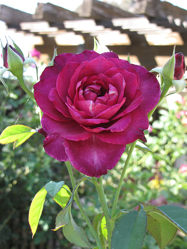 Intrigue Rose (Rosa 'Intrigue') at Hicks Nurseries