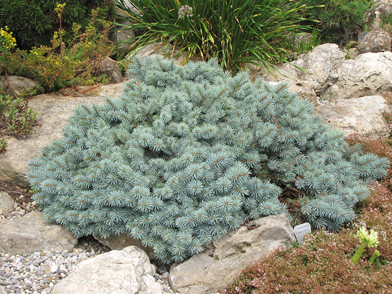 St. Mary's Broom Creeping Blue Spruce (Picea pungens 'St. Mary's Broom') at Hicks Nurseries