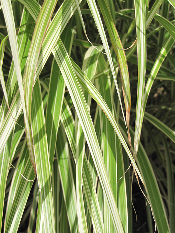 Morning Light Maiden Grass (Miscanthus sinensis 'Morning Light') at Hicks Nurseries