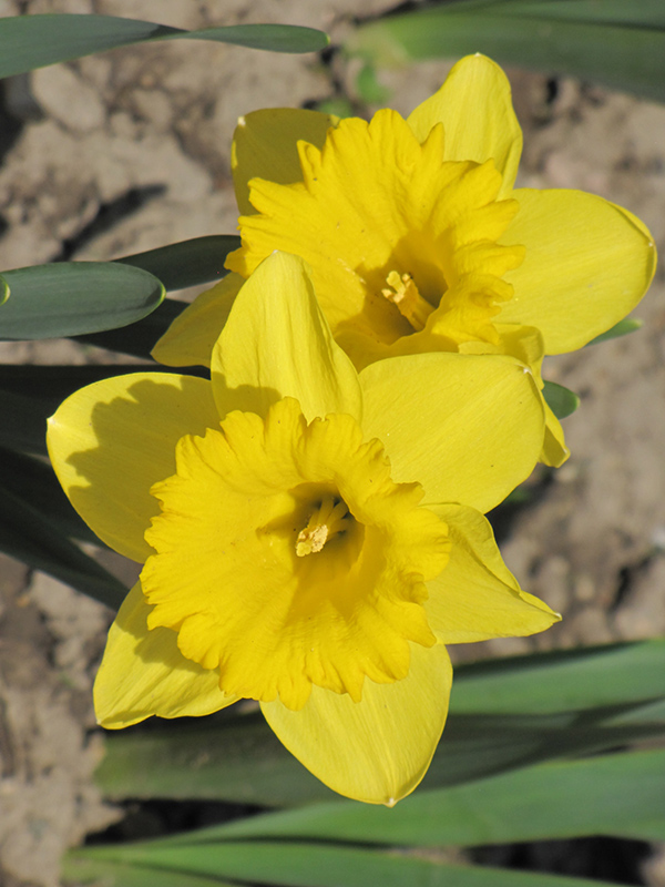Dutch Master Daffodil (Narcissus 'Dutch Master') at Hicks Nurseries