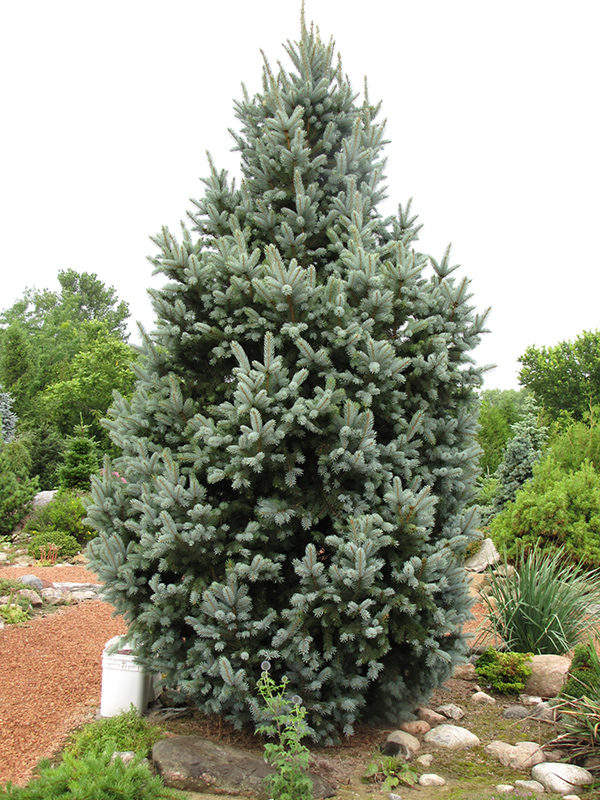 Iseli Fastigiate Spruce (Picea pungens 'Iseli Fastigiata') at Hicks Nurseries