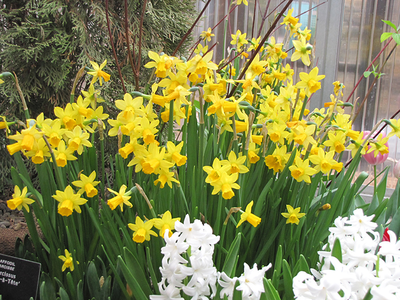 Tete a Tete Daffodil (Narcissus 'Tete a Tete') at Hicks Nurseries