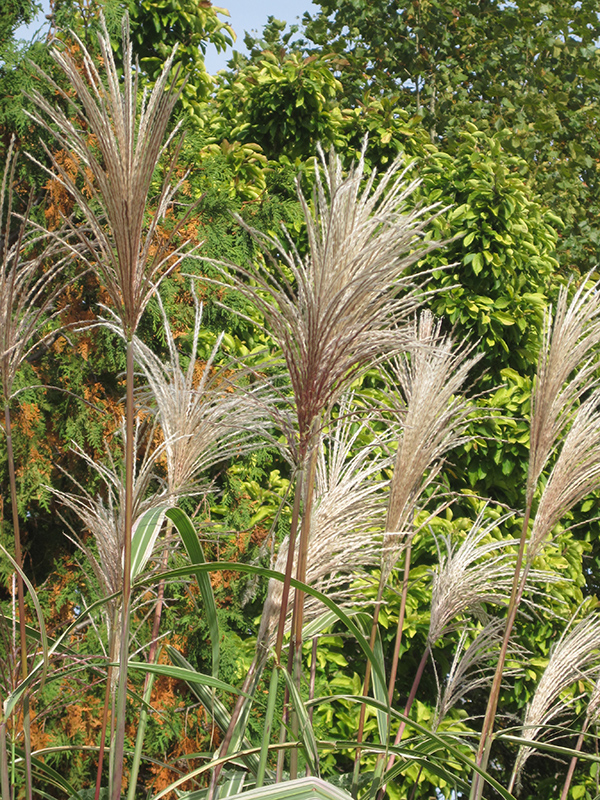 Variegated Silver Grass (Miscanthus sinensis 'Variegatus') at Hicks Nurseries