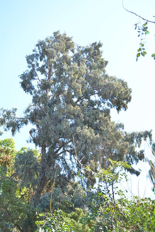 Hollywood Juniper (Juniperus chinensis 'Torulosa') at Hicks Nurseries