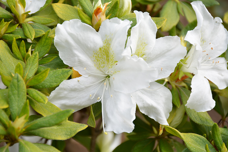 Bloom-A-Thon White Azalea (Rhododendron 'RLH1-3P3') at Hicks Nurseries
