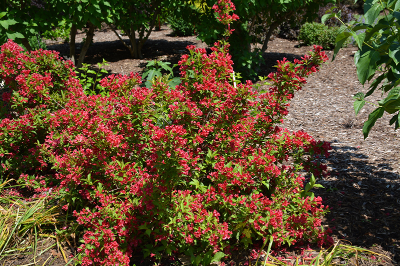Sonic Bloom Red Reblooming Weigela (Weigela florida 'Verweig 6') at Hicks Nurseries